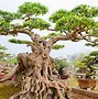 Bonsai Nghĩa Là Gì